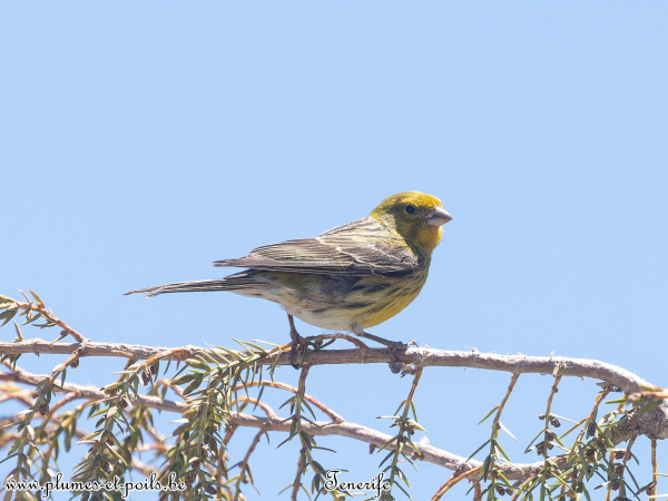 Serin des Canaries